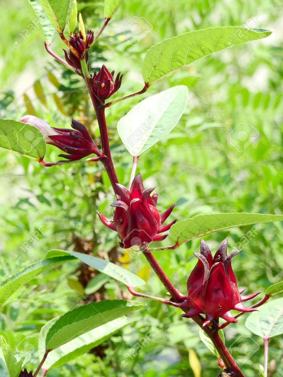 Những lợi ích đáng ngạc nhiên của cây hoa Atiso đỏ
